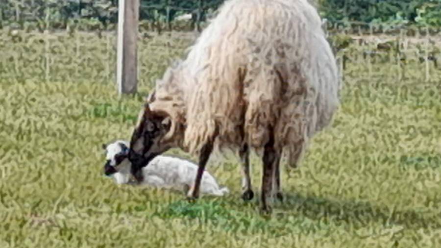 naissance agneau (2).jpg